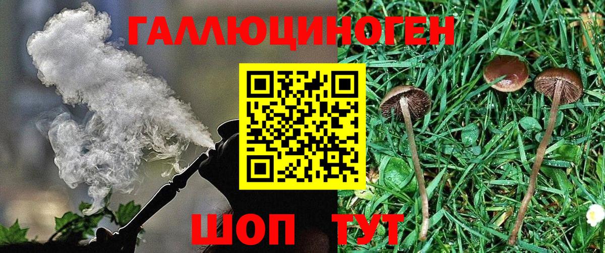 Большой Камень  Псилоцибиновые грибы MAGIC MUSHROOMS  Вход с VPN 